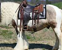 pinto-athletic-horse