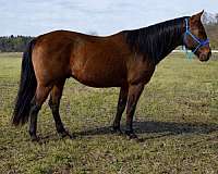keystone-quarter-horse