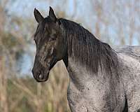 athletic-quarter-horse