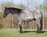 flashy-quarter-horse