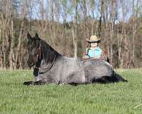 kid-safe-quarter-horse