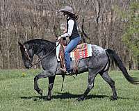 ranch-quarter-horse