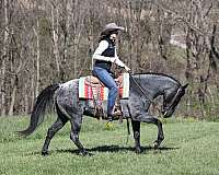 ranch-work-quarter-horse