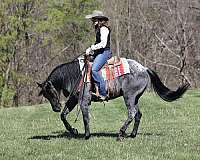 show-quarter-horse