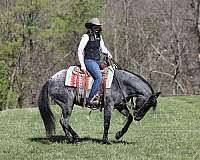 trail-quarter-horse