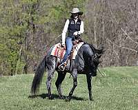 trail-riding-quarter-horse