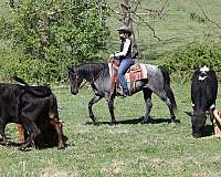 working-cattle-quarter-horse