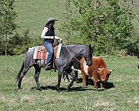 youth-quarter-horse