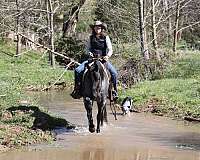 blue-roan-quarter-horse-gelding