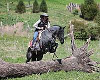 blue-roan-all-around-horse