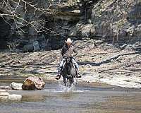 blue-roan-athletic-horse