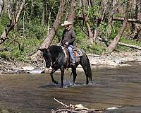 blue-roan-flashy-horse