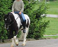athletic-gypsy-vanner-pony