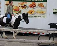 beginner-gypsy-vanner-pony