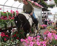 driving-gypsy-vanner-pony
