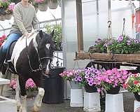 flashy-gypsy-vanner-pony