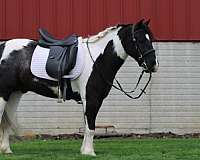 kid-safe-gypsy-vanner-pony