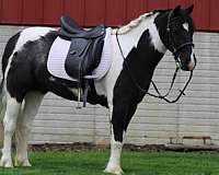ranch-gypsy-vanner-pony