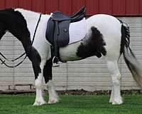 ridden-english-gypsy-vanner-pony