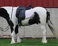 ridden-western-gypsy-vanner-pony
