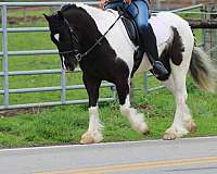 show-gypsy-vanner-pony