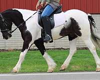 trail-gypsy-vanner-pony