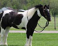 trail-riding-gypsy-vanner-pony