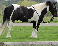 western-pleasure-gypsy-vanner-pony