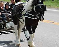 youth-gypsy-vanner-pony