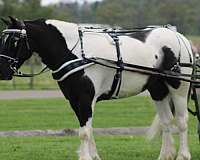 piebald-gypsy-vanner-gelding