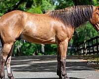 athletic-quarter-pony