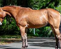 flashy-quarter-pony