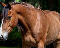 jumping-quarter-pony
