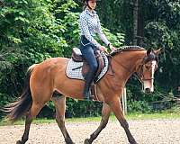 hunter-jumper-quarter-pony
