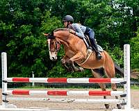 kid-safe-quarter-pony