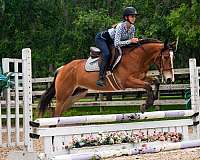 ridden-english-quarter-pony