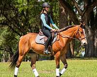 ridden-western-quarter-pony