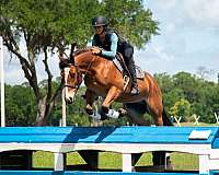 show-quarter-pony