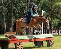 trail-quarter-pony
