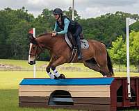 trail-riding-quarter-pony