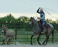 calf-roping-quarter-horse