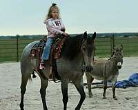 flashy-quarter-horse