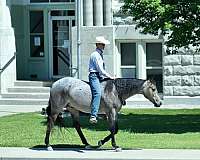 heel-quarter-horse