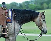 performance-quarter-horse