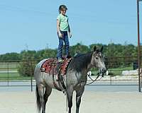 ranch-quarter-horse