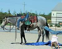 ranch-versatility-quarter-horse