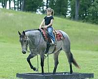 roping-quarter-horse