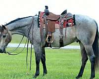 show-quarter-horse