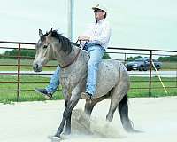 trail-riding-quarter-horse