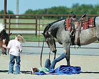 western-riding-quarter-horse